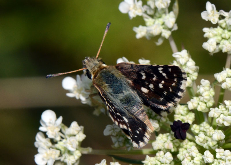 Spialia sertorius